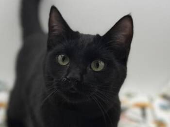 Domestic Short Hair Cats Available for Adoption - Bagheera | PetCurious