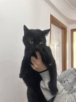 DUO M/F SIMBA & ZARA -  Domestic Medium Hair Cat for Adoption in Montreal, Quebec - DUO M/F SIMBA & ZARA | PetCurious