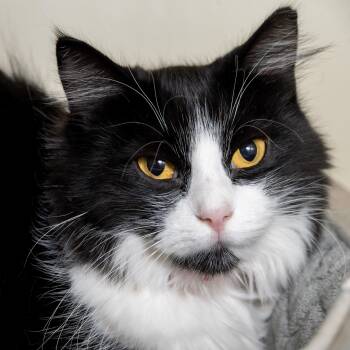 Catherine -  Domestic Long Hair Cat for Adoption in Victor, New York - Catherine | PetCurious