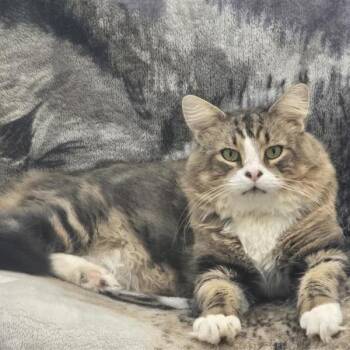 Sox -  Domestic Medium Hair Cat for Adoption in Prince Frederick, Maryland - Sox | PetCurious