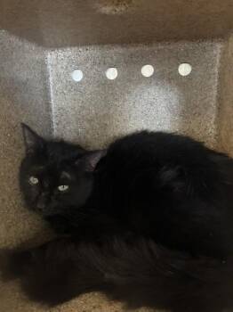 A779504 -  Domestic Short Hair Cat for Adoption in Rancho Cucamonga, California - A779504 | PetCurious