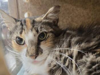 GREEN TEA -  Domestic Long Hair Cat for Adoption in Hagerstown, Maryland - GREEN TEA | PetCurious