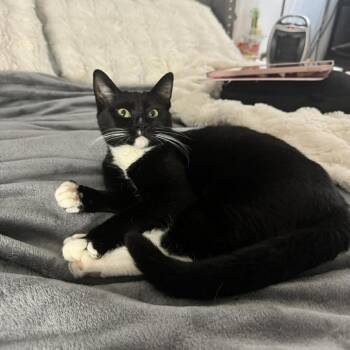 Domestic Short Hair Cats Available for Adoption - Tootsie | PetCurious