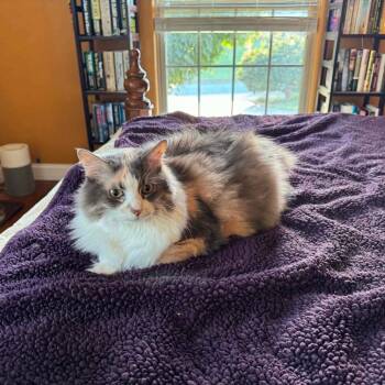 Angel -  Domestic Long Hair Cat for Adoption in Springfield, Missouri - Angel | PetCurious