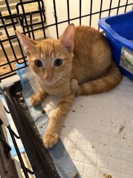 Sylvester -  Domestic Short Hair Cat for Adoption in Hudson, New Hampshire - Sylvester | PetCurious