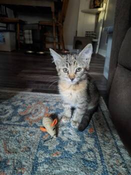 Pawcano -  Domestic Short Hair Cat for Adoption in Topeka, Kansas - Pawcano | PetCurious