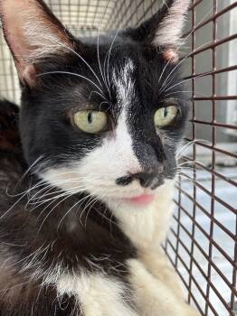 Rescue Domestic Short Hair Cats for Adoption in Disputanta, Virginia - Gummy (AKA Gucci) | PetCurious