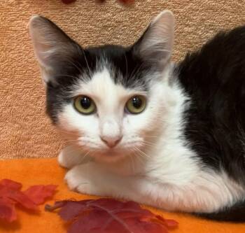 Button -  Domestic Short Hair Cat for Adoption in Dublin, Ohio - Button | PetCurious