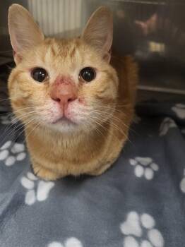 Domestic Short Hair Cats Available for Adoption - GARFIELD | PetCurious