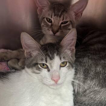 Holly & Hugo -  Domestic Short Hair Cat for Adoption in Clifton, New Jersey - Holly & Hugo | PetCurious