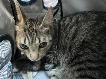 Garbanzo -  Domestic Short Hair Cat for Adoption in New York, New York - Garbanzo | PetCurious