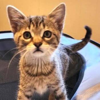 Twizzler -  Domestic Short Hair Cat for Adoption in South Elgin, Illinois - Twizzler | PetCurious