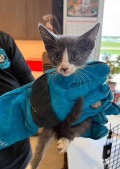 Evie -  Domestic Short Hair Cat for Adoption in Bossier City, Louisiana - Evie | PetCurious