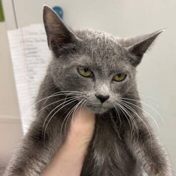 Won-Tong -  Domestic Short Hair Cat for Adoption in Columbiana, Alabama - Won-Tong | PetCurious