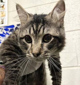 FOOBASAUR -  Domestic Medium Hair Cat for Adoption in Pensacola, Florida - FOOBASAUR | PetCurious