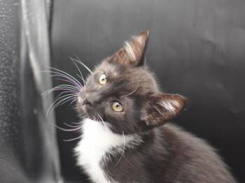 Lemur -  Domestic Short Hair Cat for Adoption in Portland, Oregon - Lemur | PetCurious