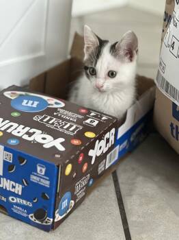 Rescue Domestic Short Hair Cats for Adoption in Nashville, Tennessee - Pierre + Daphne | PetCurious