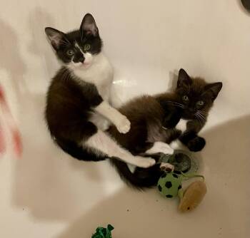 Cher (& Sonny) -  Tuxedo Cat for Adoption in Theodore, Alabama - Cher (& Sonny) | PetCurious