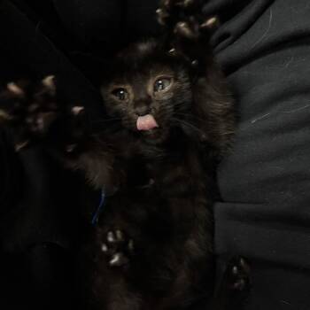 Domestic Short Hair Cats Available for Adoption - Lloyd | PetCurious