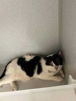 PICKLES -  Domestic Short Hair Cat for Adoption in Aurora, Colorado - PICKLES | PetCurious