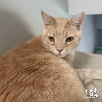 Turkey -  Domestic Short Hair and Tabby Cat for Adoption in Washington, District Of Columbia - Turkey | PetCurious