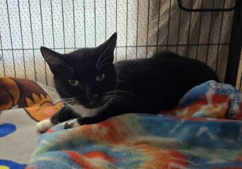 Rescue Domestic Short Hair Cats for Adoption in Dickson, Tennessee - Chirp | PetCurious