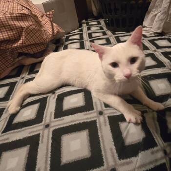 Yamaha -  Siamese Cat Available for Adoption in Grantsville, Utah - Yamaha | PetCurious