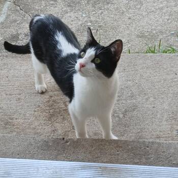 Domestic Short Hair Cats Available for Adoption - Maddie | PetCurious