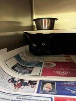 Husband -  Domestic Medium Hair Cat for Adoption in Nacogdoches, Texas - Husband | PetCurious