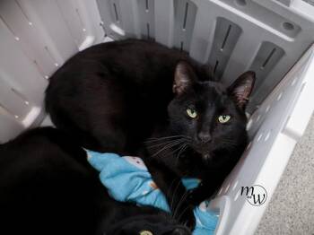 Domestic Short Hair Cats Available for Adoption in Omaha, Nebraska - MILES | PetCurious