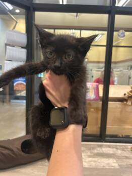 Alice -  Domestic Short Hair Cat Available for Adoption in Douglasville, Georgia - Alice | PetCurious