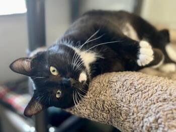 Domestic Short Hair Cats Available for Adoption in Portland, Oregon - Whiskers | PetCurious