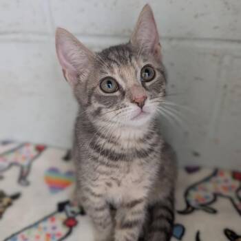 Cady -  Domestic Medium Hair Cat for Adoption in Kailua-kona, Hawaii - Cady | PetCurious
