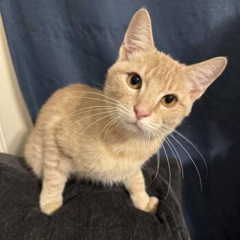 Barley -  Domestic Short Hair Cat for Adoption in Houston, Texas - Barley | PetCurious