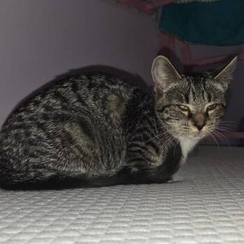 Flounder -  Domestic Short Hair Cat for Adoption in Granville, Ohio - Flounder | PetCurious