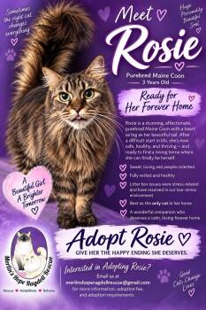Rosie -  Maine Coon Cat for Adoption in Ennis, Texas - Rosie | PetCurious