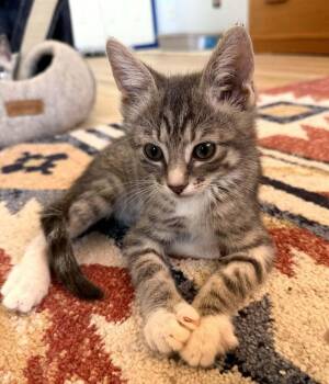Paul 2 -  Domestic Short Hair Cat for Adoption in Tucson, Arizona - Paul 2 | PetCurious