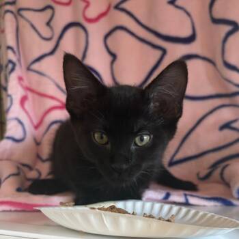 Hydrant -  Domestic Short Hair Cat for Adoption in Chicago, Illinois - Hydrant | PetCurious