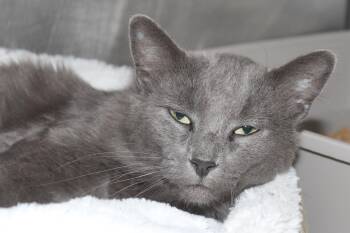 Rescue Domestic Long Hair Cats for Adoption in Brazil, Indiana - CHINO | PetCurious