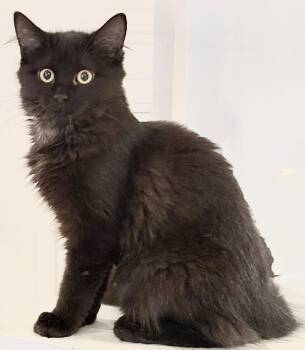 Tiny -  Maine Coon Cat for Adoption in Island Park, New York - Tiny | PetCurious