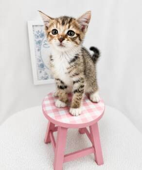 Presley -  Domestic Short Hair Cat for Adoption in Winnsboro, South Carolina - Presley | PetCurious