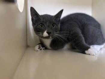 Quill -  Domestic Short Hair Cat for Adoption in Lancaster, Pennsylvania - Quill | PetCurious