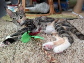 Missy (A140065) -  Tabby and Calico Cat for Adoption in Burbank, California - Missy (A140065) | PetCurious