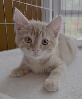 Desi -  Domestic Short Hair Cat for Adoption in Lemoyne, Pennsylvania - Desi | PetCurious