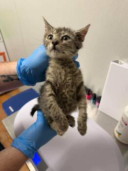 Dixy -  Domestic Short Hair Cat for Adoption in Bolivar, Missouri - Dixy | PetCurious