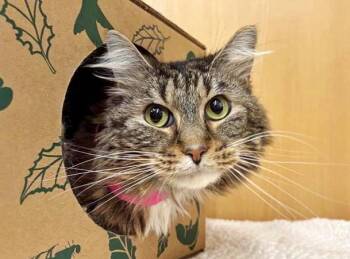 Domestic Short Hair Cats Available for Adoption in Brentwood, Missouri - XENIA | PetCurious