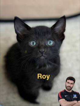 Roy -  American Shorthair and Domestic Short Hair Cat for Adoption in Richardson, Texas - Roy | PetCurious