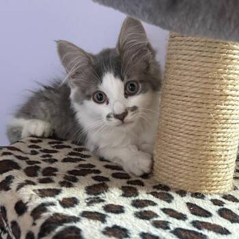 Dublin -  Domestic Long Hair Cat for Adoption in Ferndale, Michigan - Dublin | PetCurious
