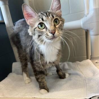 Ursa -  Domestic Medium Hair Cat for Adoption in Bristol, Indiana - Ursa | PetCurious