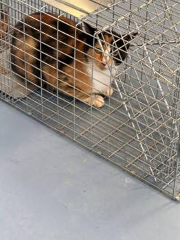 Mosaic -  Domestic Short Hair Cat for Adoption in Moriarty, New Mexico - Mosaic | PetCurious